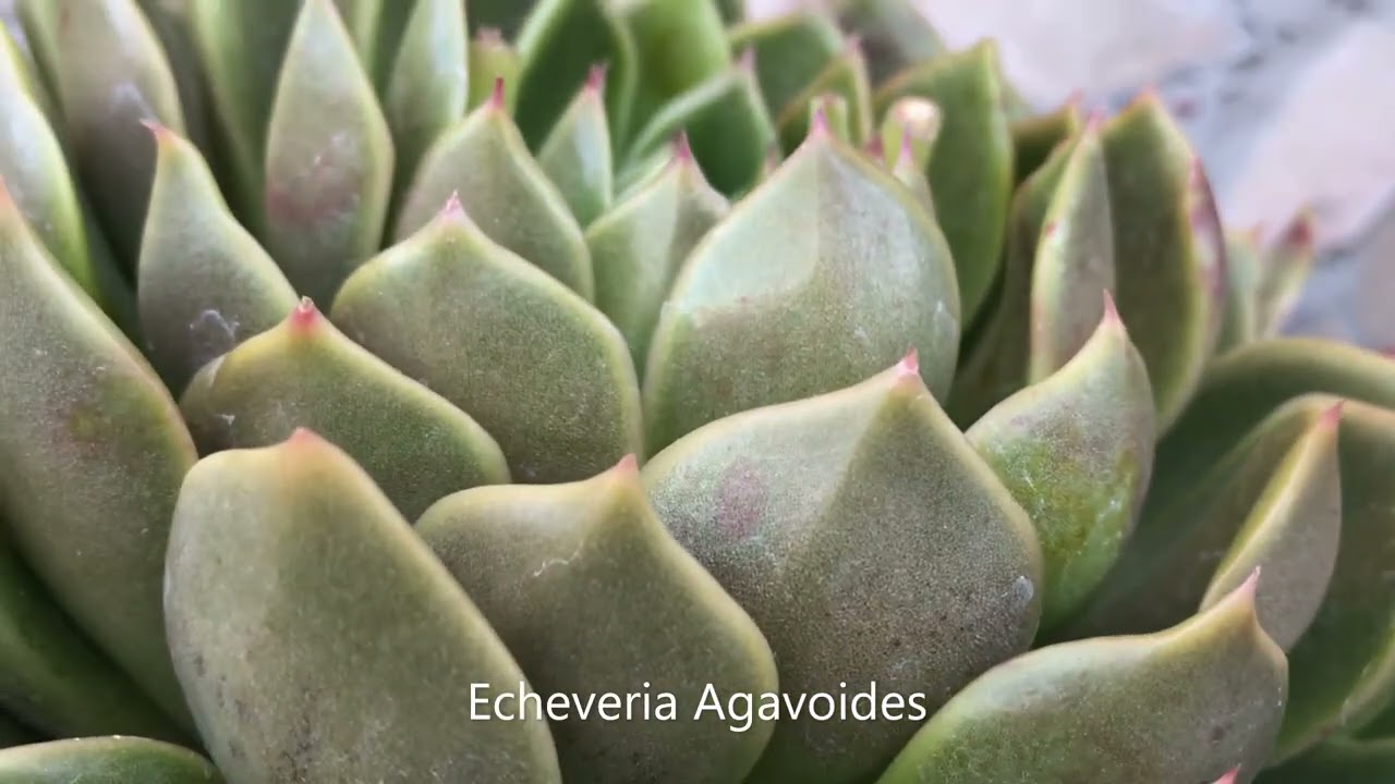Echeveria Minima | Sedum Burrito | Succulents of The Day | Leaf & Designs | Succulentas Del Dia