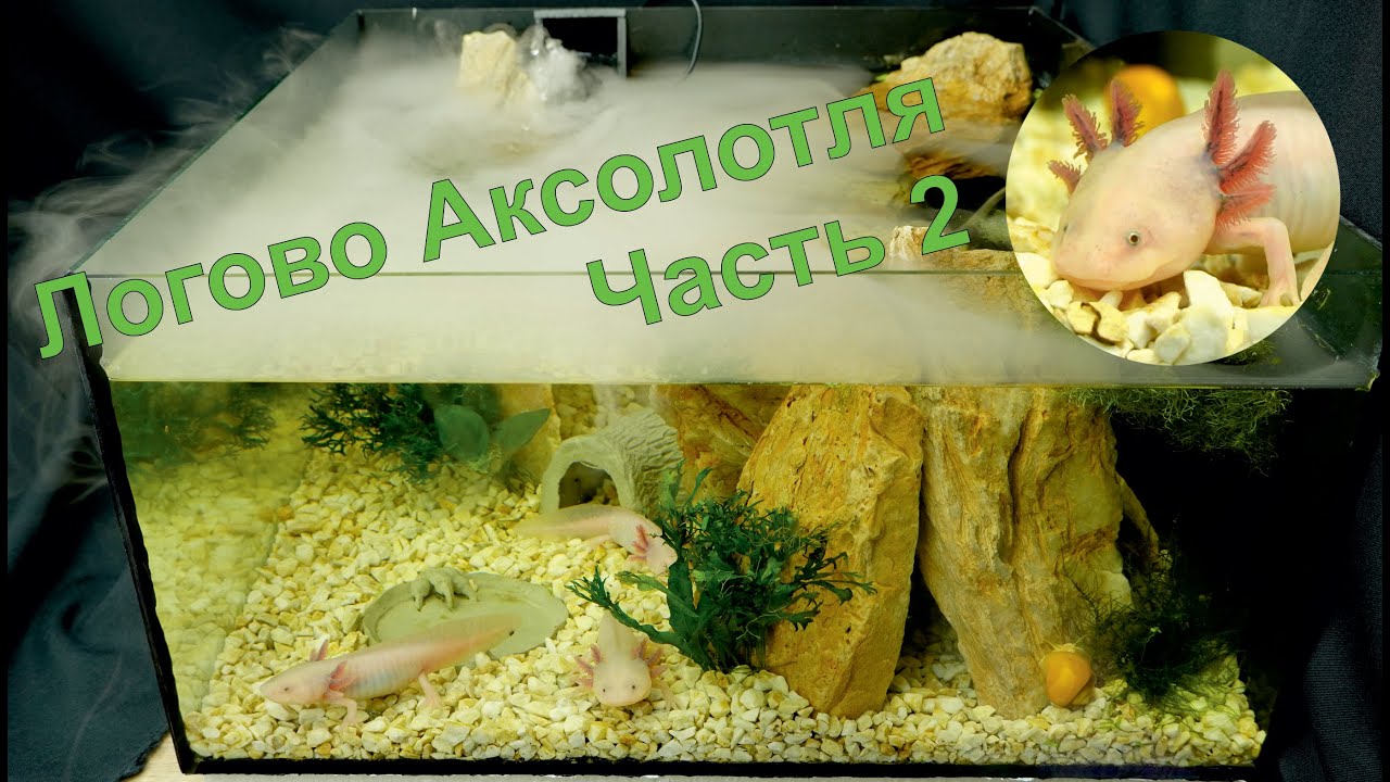 Аквариум, Логово Аксолотля! часть 2 #Аквариум #Аксолотль #aquarium