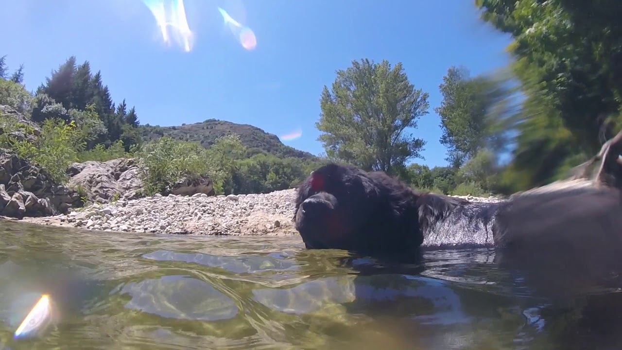Swimming Newfoundland