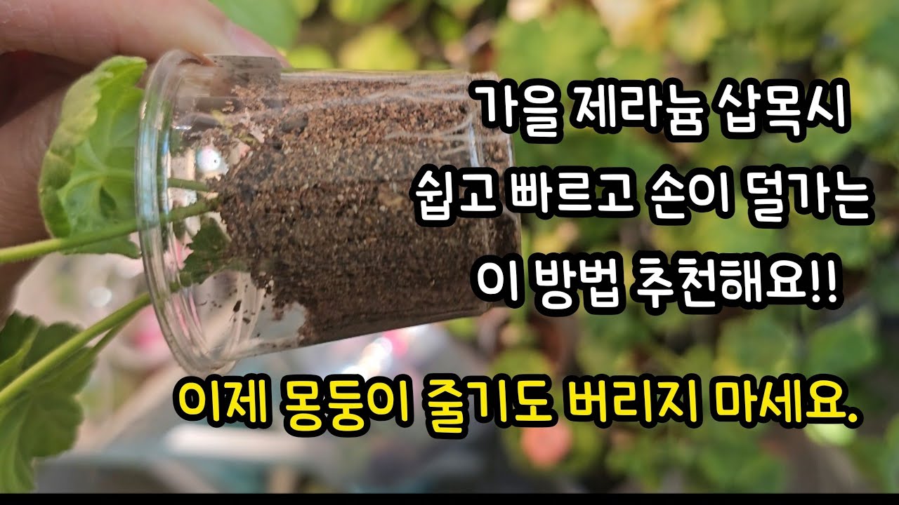 #pelargonium  #제라늄삽목 / 몽둥이 줄기 삽목도 놓치지 마시고 이 방법으로 싹 다 뿌리내려 주세요.