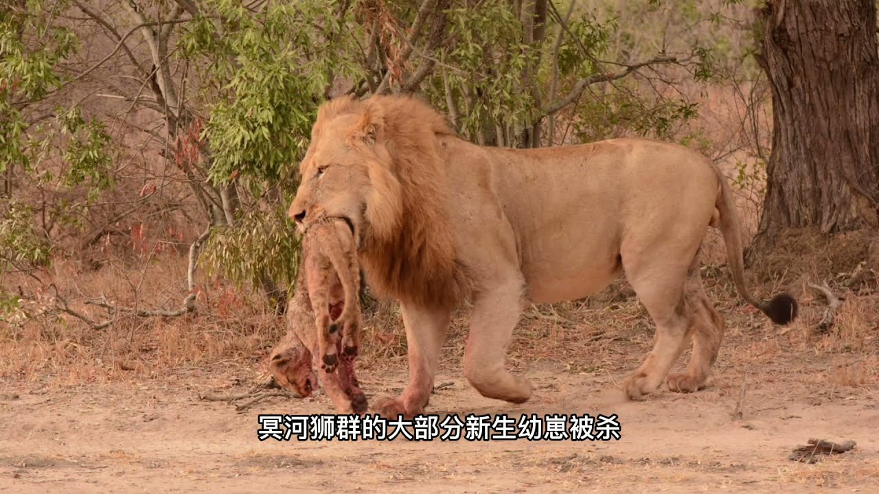 巅峰期的南马蹄吧雄狮联盟，南下萨比森与保卫者雄狮联盟，展开领地争夺战