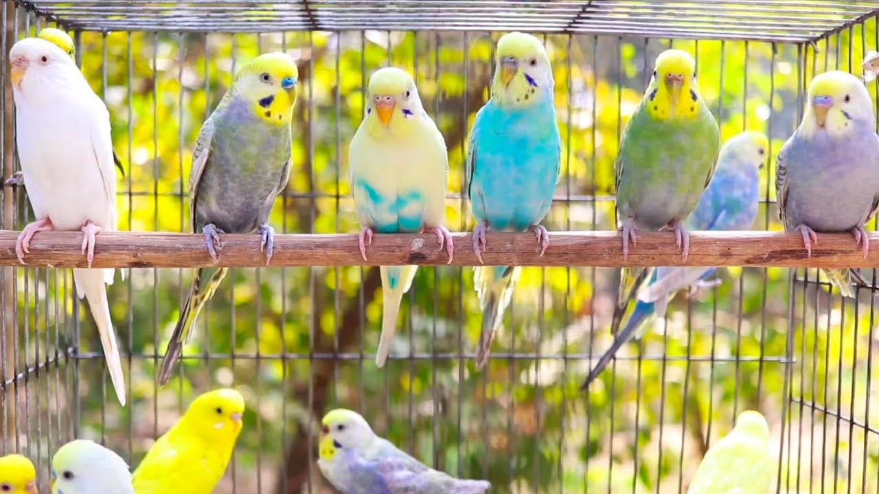 A unique recording of 12 Hr parakeet birds singing to help people relax and rid of anxiety