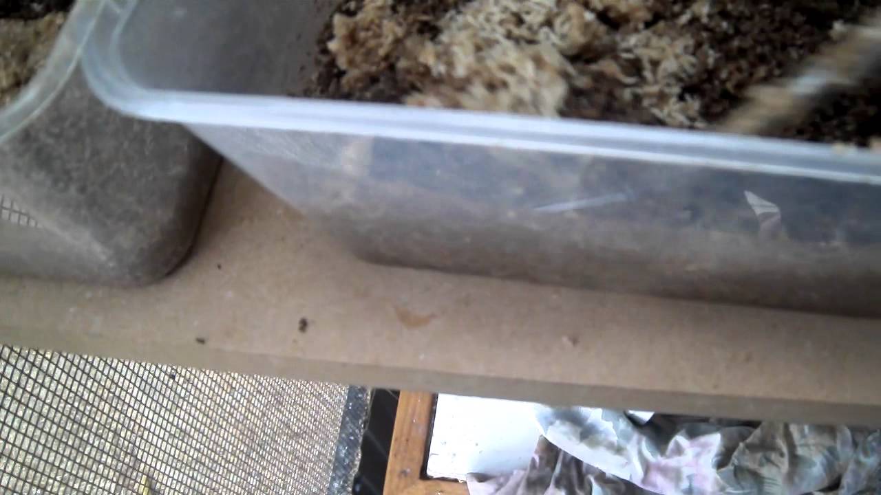 finch aviary fly box