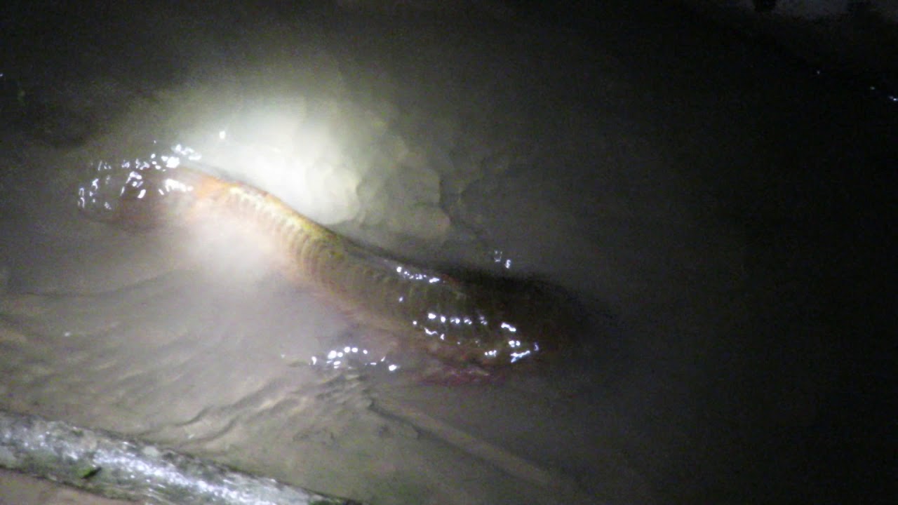 Buchere Callichthys callichthys
