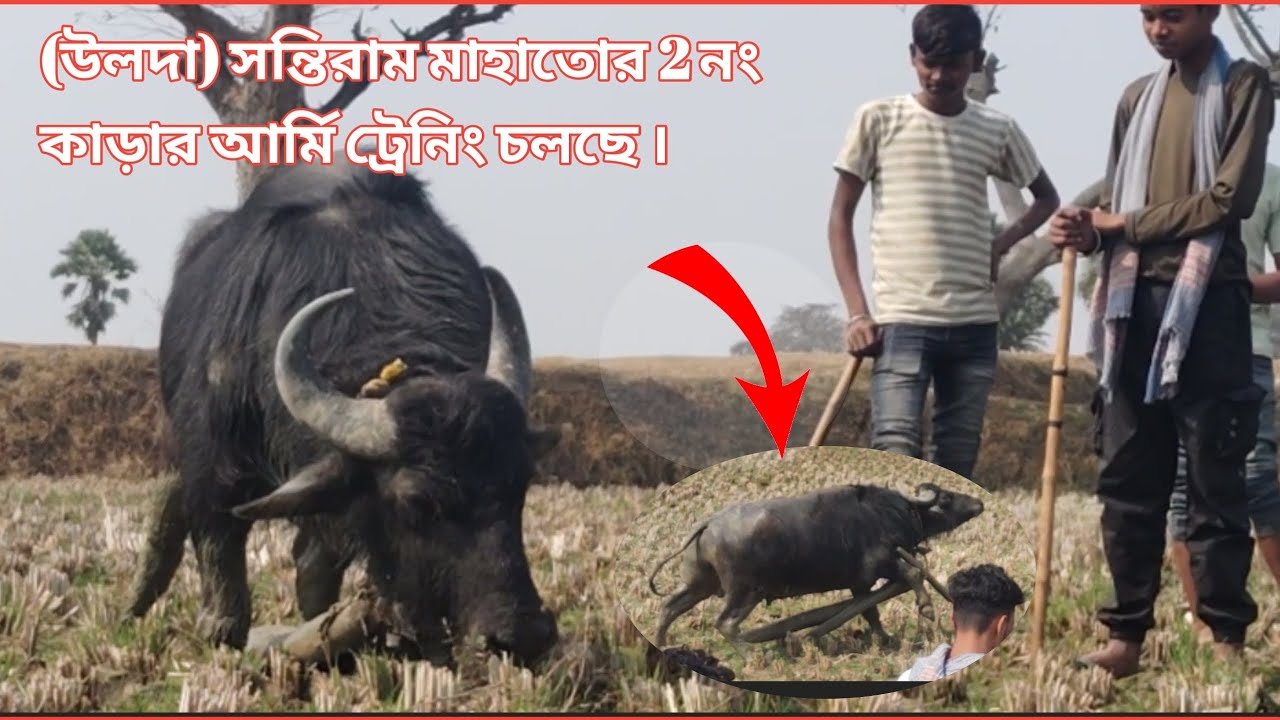 (উলদা) শান্তিরাম মাহাতোর 2 কাড়ার আর্মি ট্রেনিং চলছে।#kara_larai_new_update 