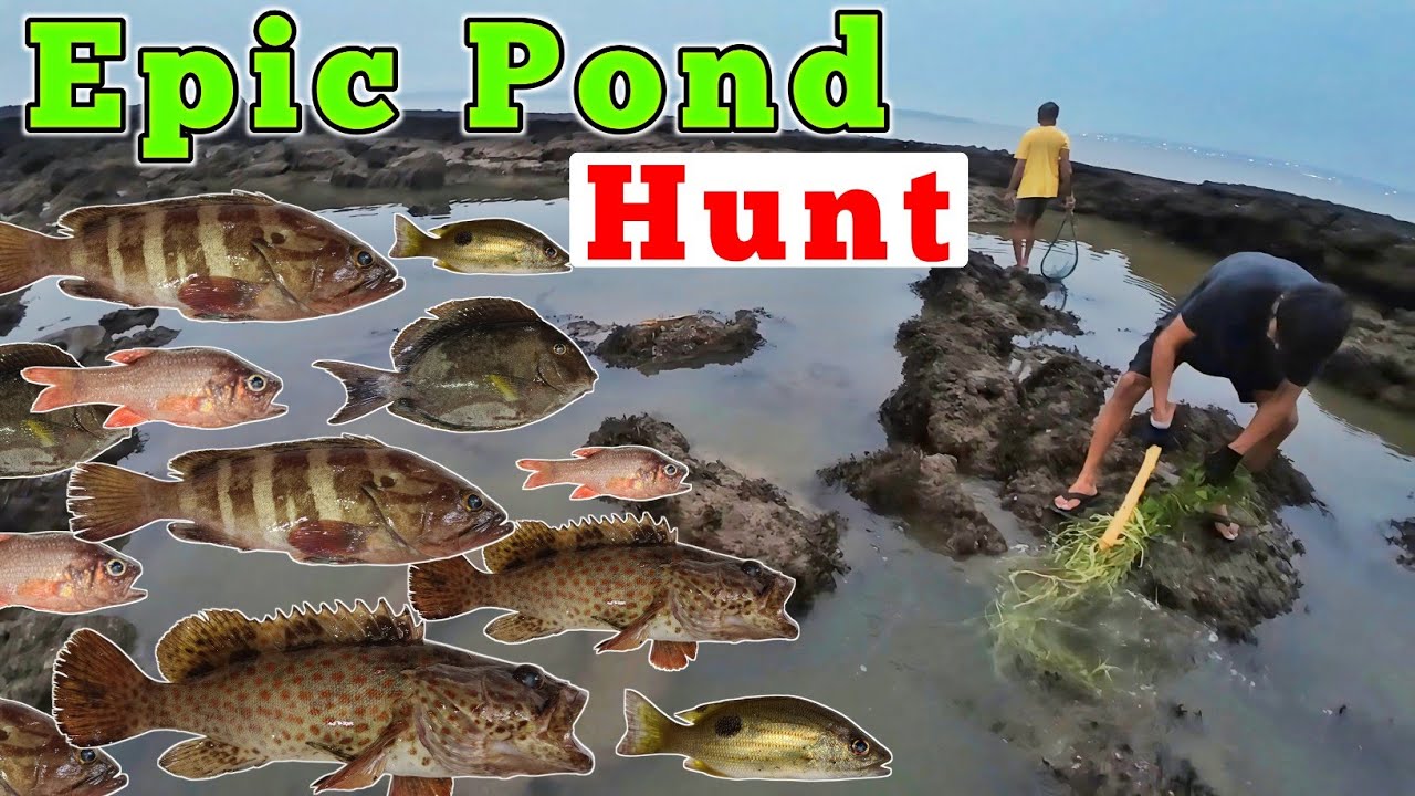 Traditional Goan Fishing Adventure | Sea & Pond Hunting Technique | Night and Day fishing video 🌴🐠🌊🎣