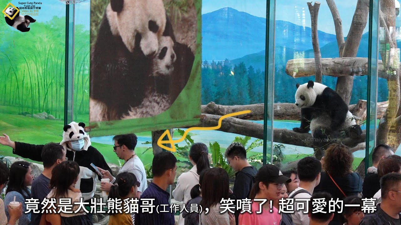 20251123 圓仔竹葉吃一半，突然狂盯今天陪玩的大壯熊貓哥 The Giant Panda Yuan Zai