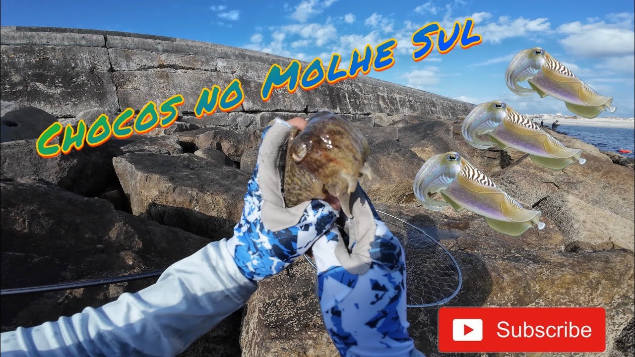 Chocos no Molhe Sul