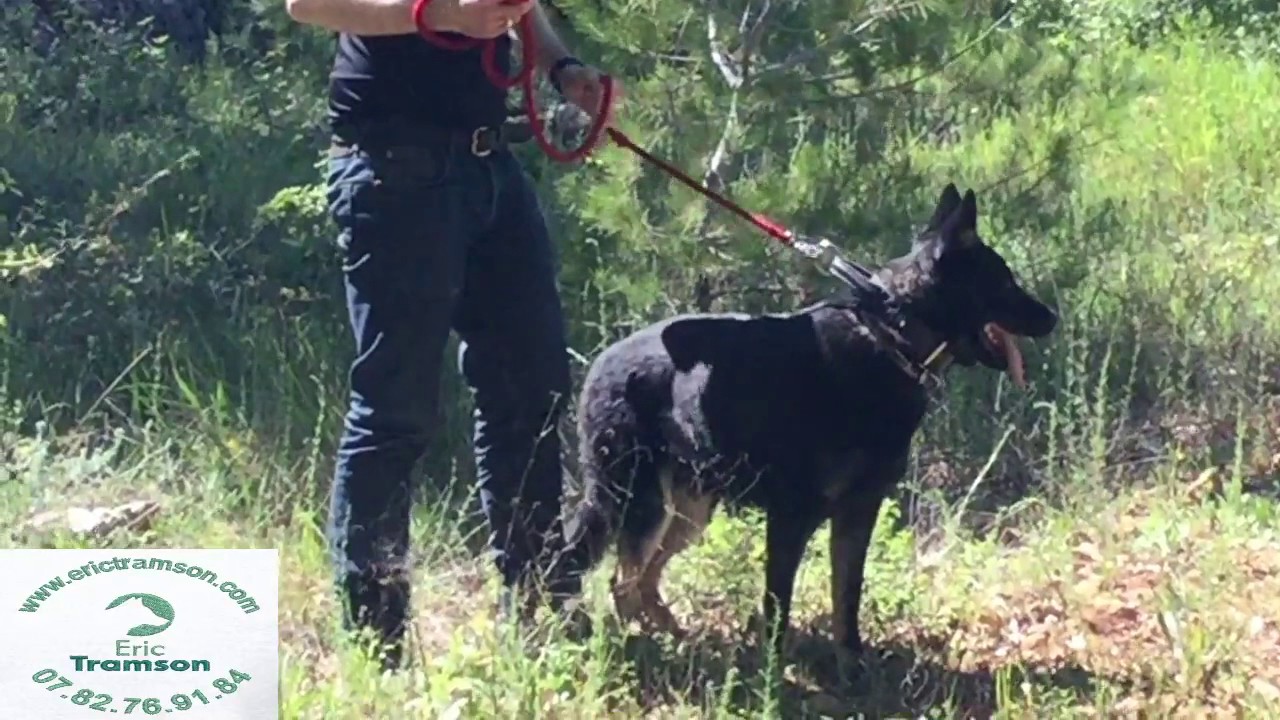 Entraîner un chien Berger Allemand pour la sécurité et la détection/ Formateur Eric Tramson