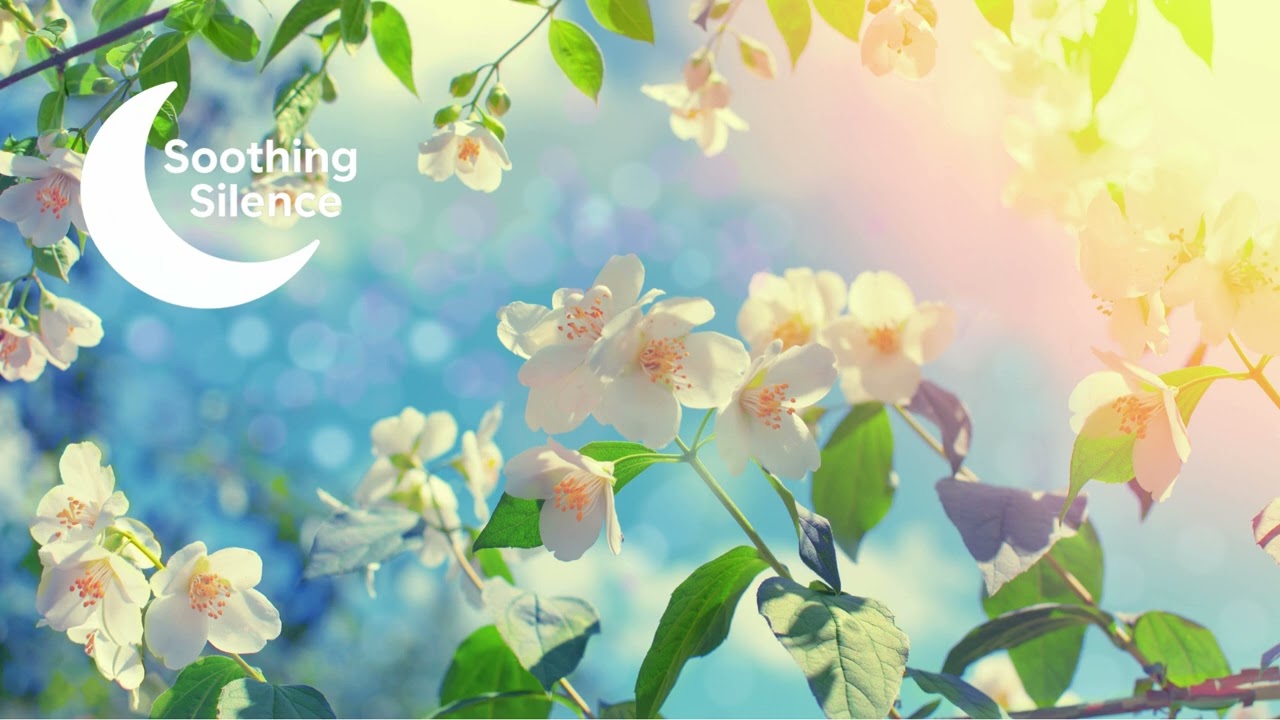 Relaxation Music Mix: Relaxing Music for Stress Relief | Soothing Silence