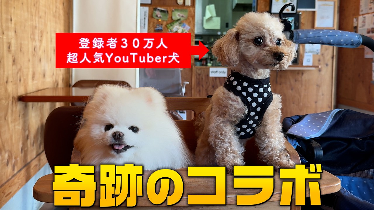 テディベアドッグのモコちゃんと会って猛獣化したポメラニアン