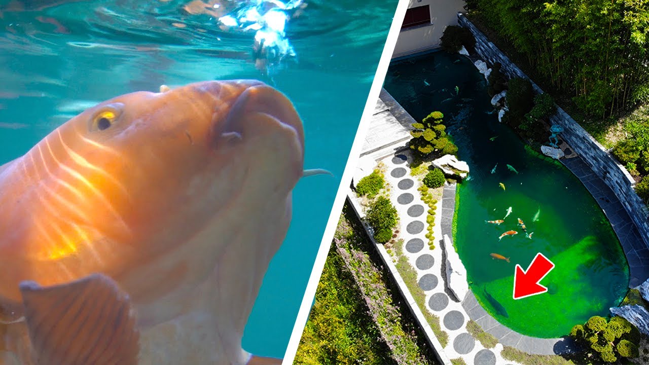 32,000 Gallon Dream Koi Pond!!