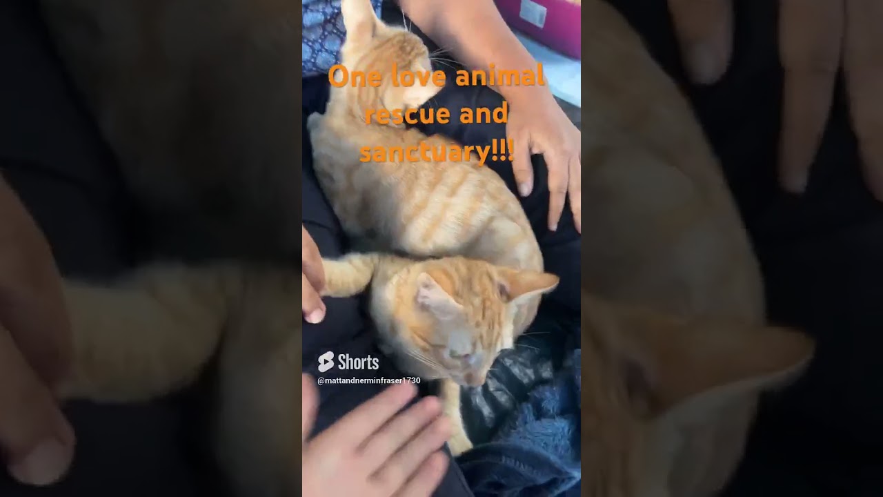 #savethecats#shorts