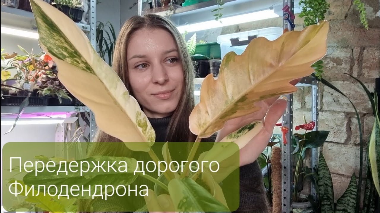 Черенкование филодендрона. Новинки, Пересадка. Самое дорогое растение