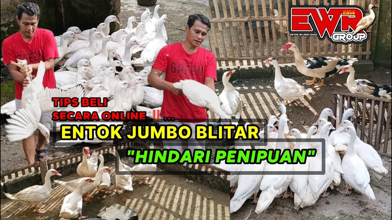 PEMULA TERNAK ENTOK WAJIB TAHU‼️ HINDARI PENIPUAN #entok #duck #bebek