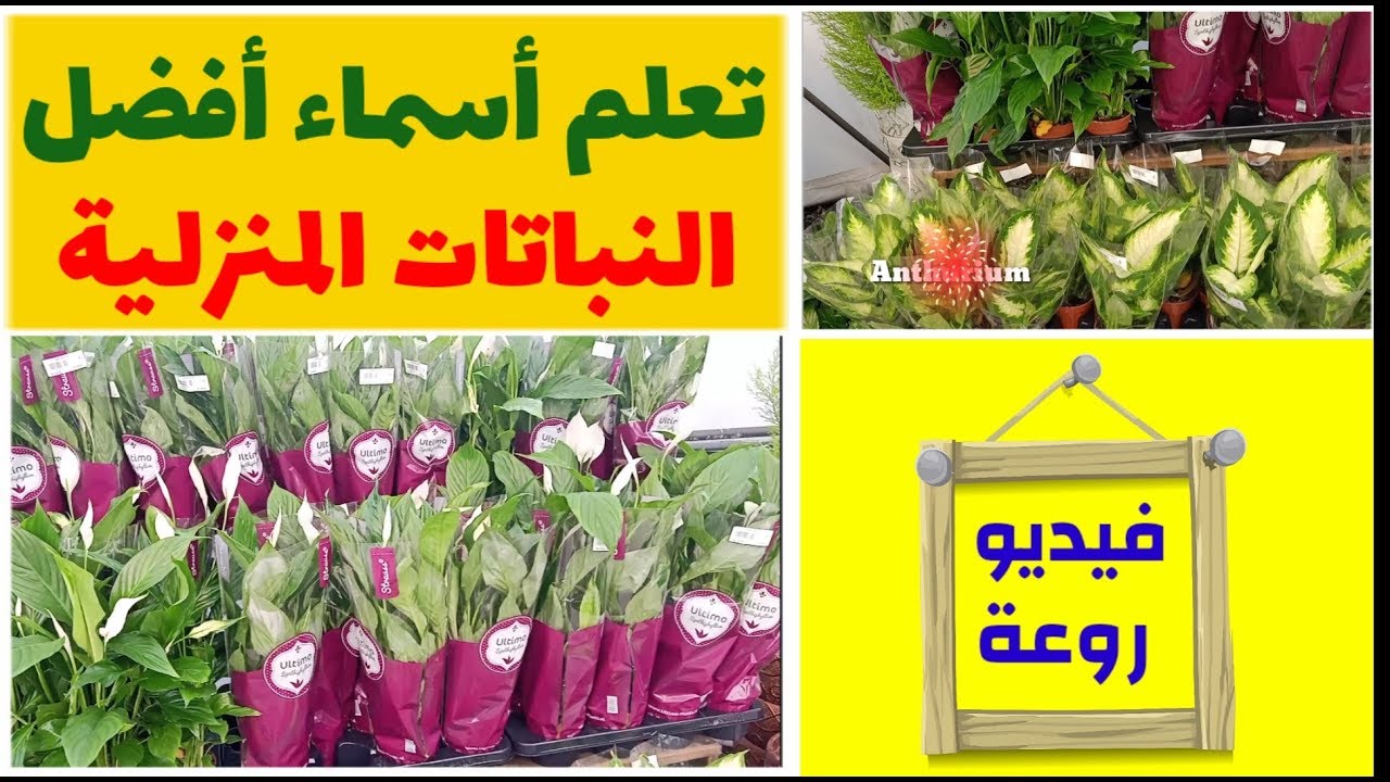 تعلم أسماء أفضل و أشهر النباتات الداخلية و الخارجية