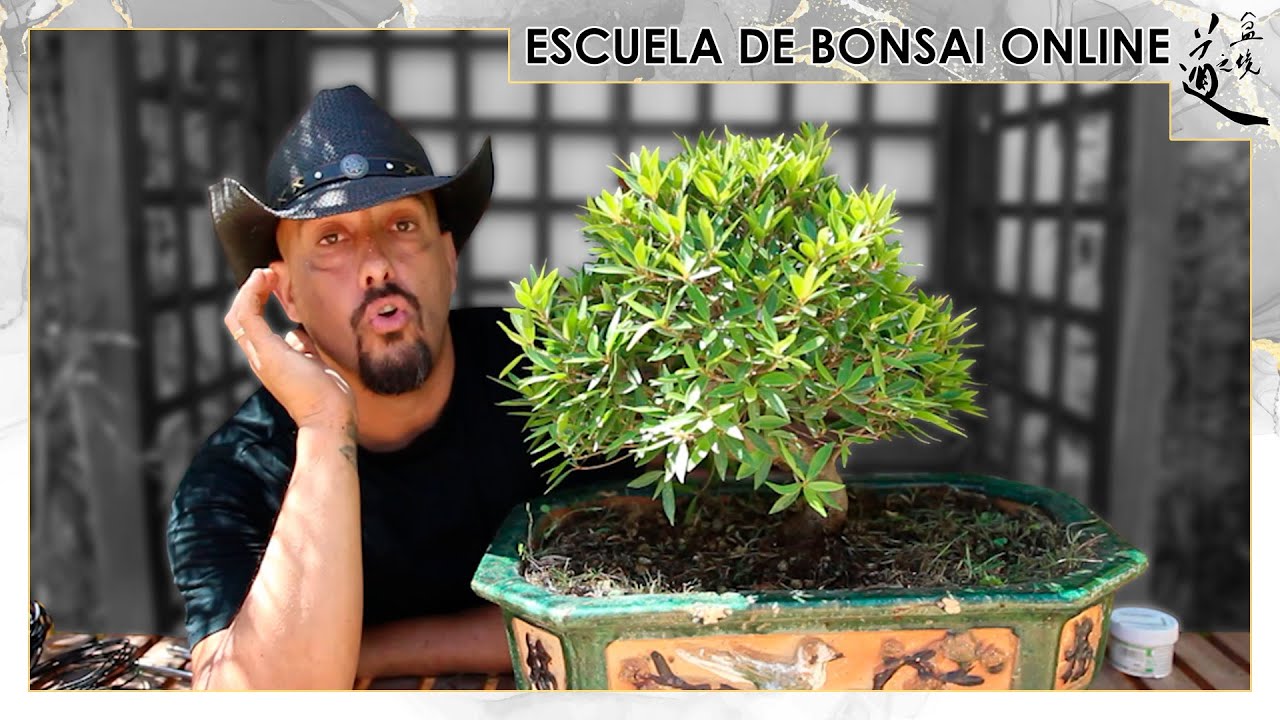 NUEVO PROYECTO, hoy nace un Futuro Gran Neriifolia BONSAI