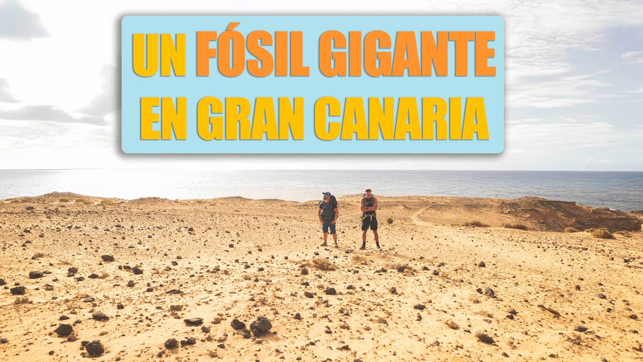 Punta de las Arenas. Un fósil gigante en Gran Canaria
