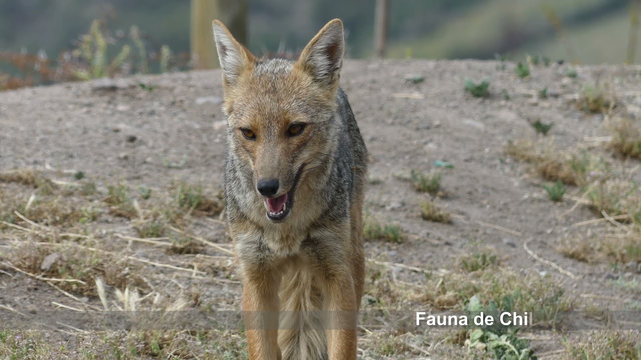 Zorro culpeo (Lycalopex culpaeus)