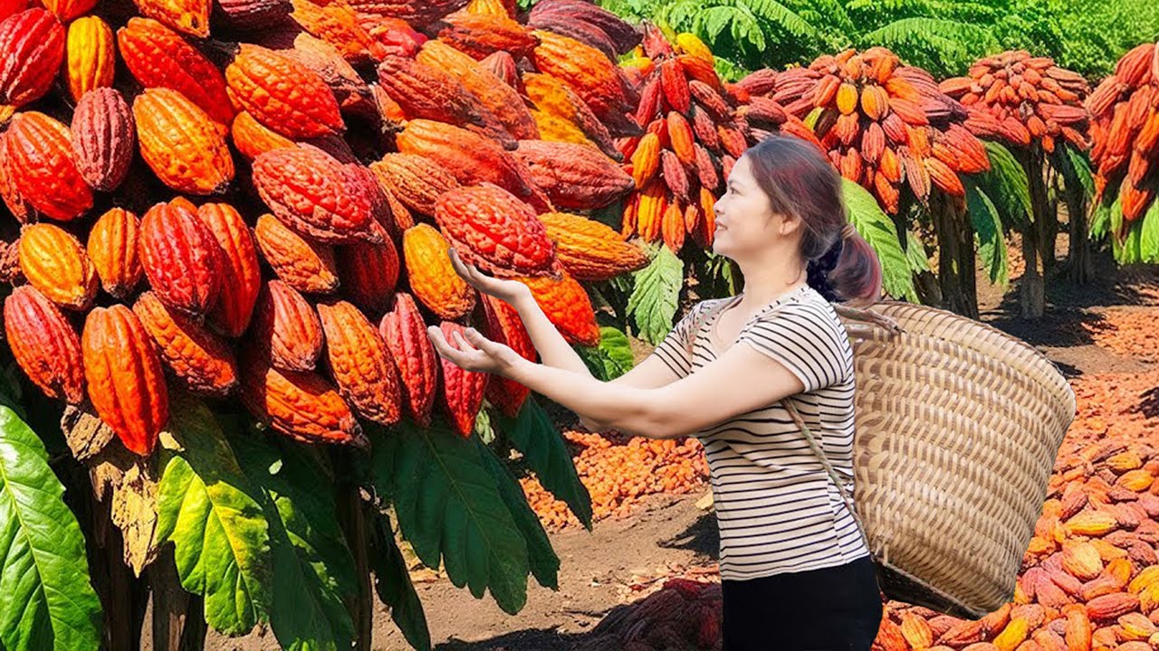 From Garden to Market: Harvesting Fresh Cocoa & Making homemade chocolate desserts