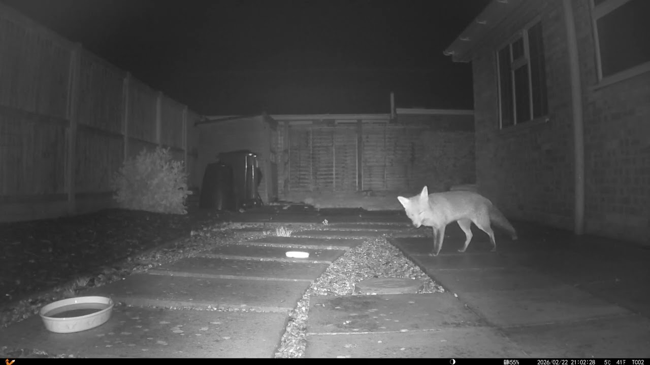 20260223 Fox