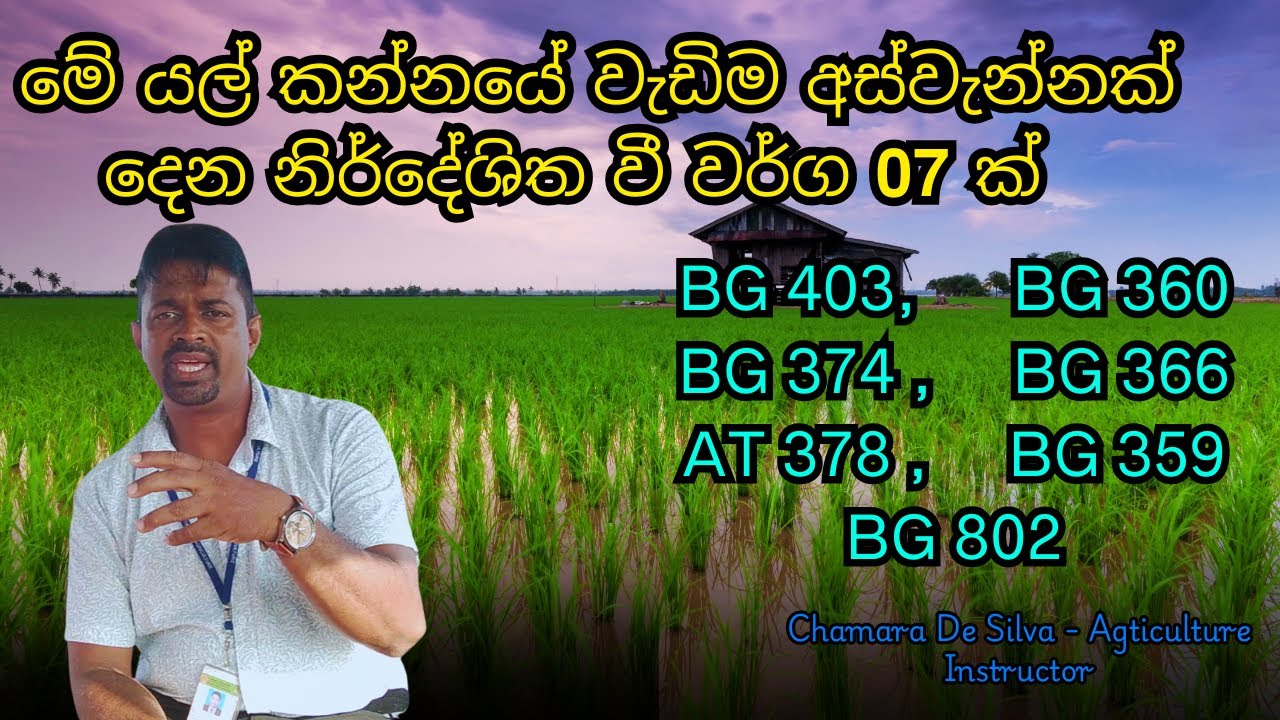 යල කන්නය සඳහා සුපිරිම අස්වැන්නක් ලබා දෙන මේ වී වර්ග 07 ගැන ඔබ දැනුවත් ද...?