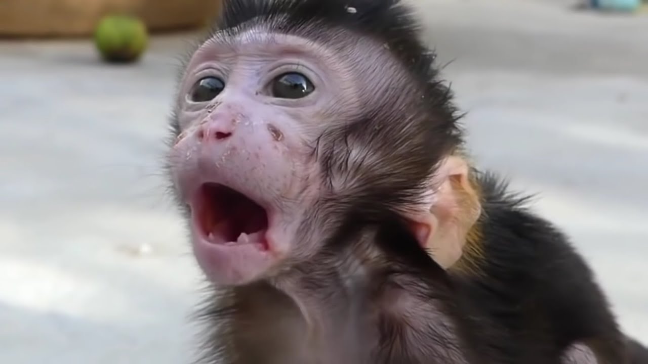 Lost   Abandoned   Helpless   Lonely   Left Alone Baby Monkey || Twist Monkey