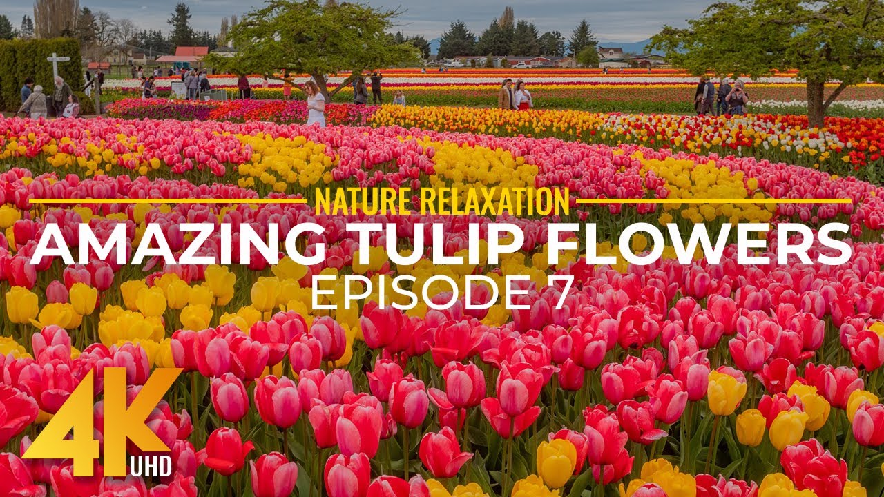 4K Tulip Festival of Skagit Valley - Beauty of Blooming Spring Flowers & Sounds of Tulip Fields - #7