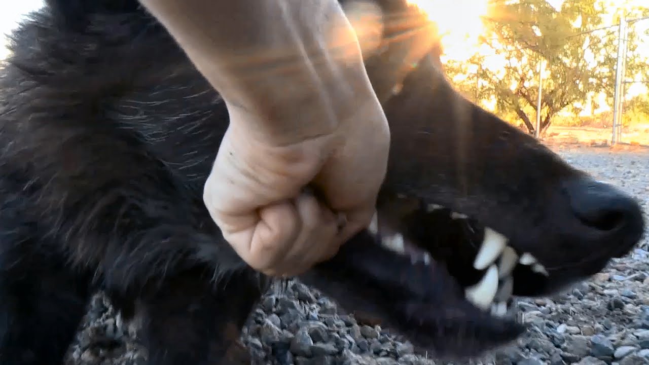 Wolf & Dog Resource Guard the Same Ball (Release Command w/ double distraction)