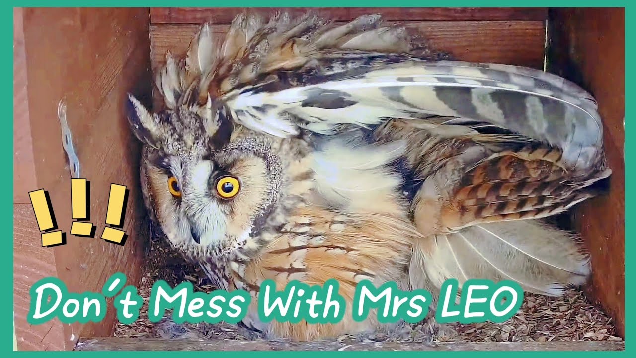 Don’t Mess With Mrs LEO⚠️An Expressive Owl Mom! | Long-eared Owls 04/2023