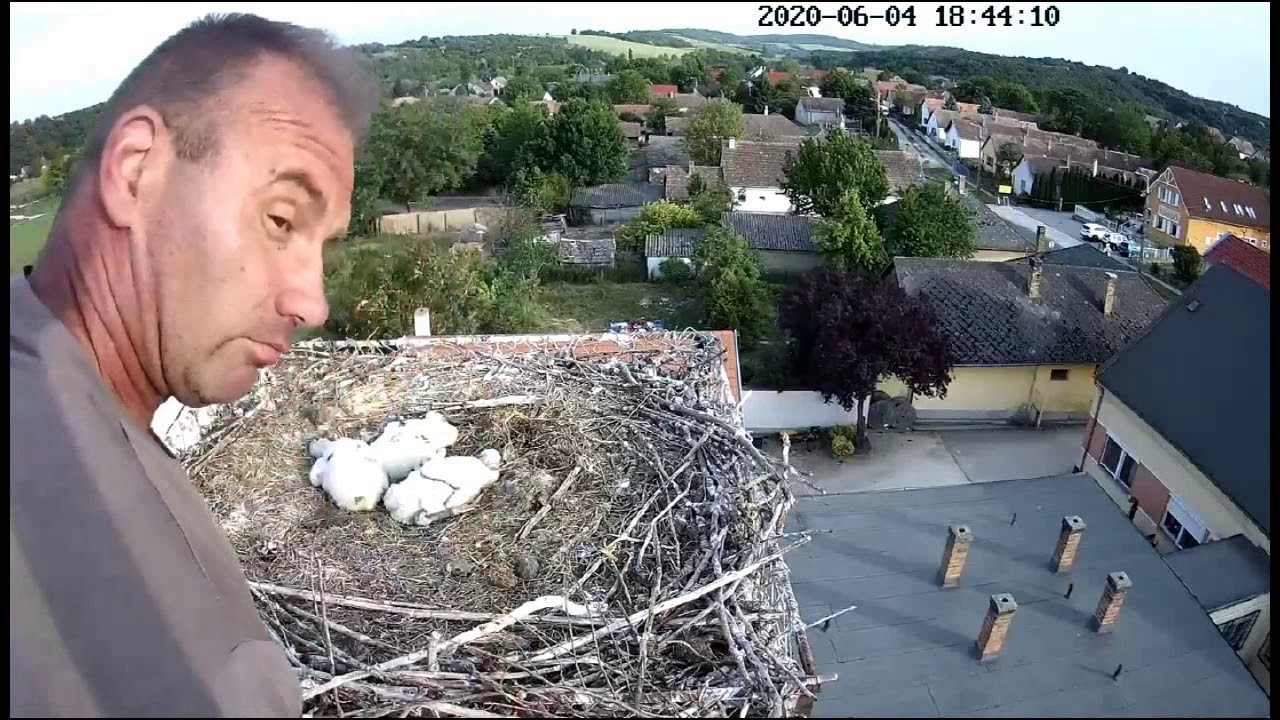 Gólya mentés Ságváron 2020 06 04