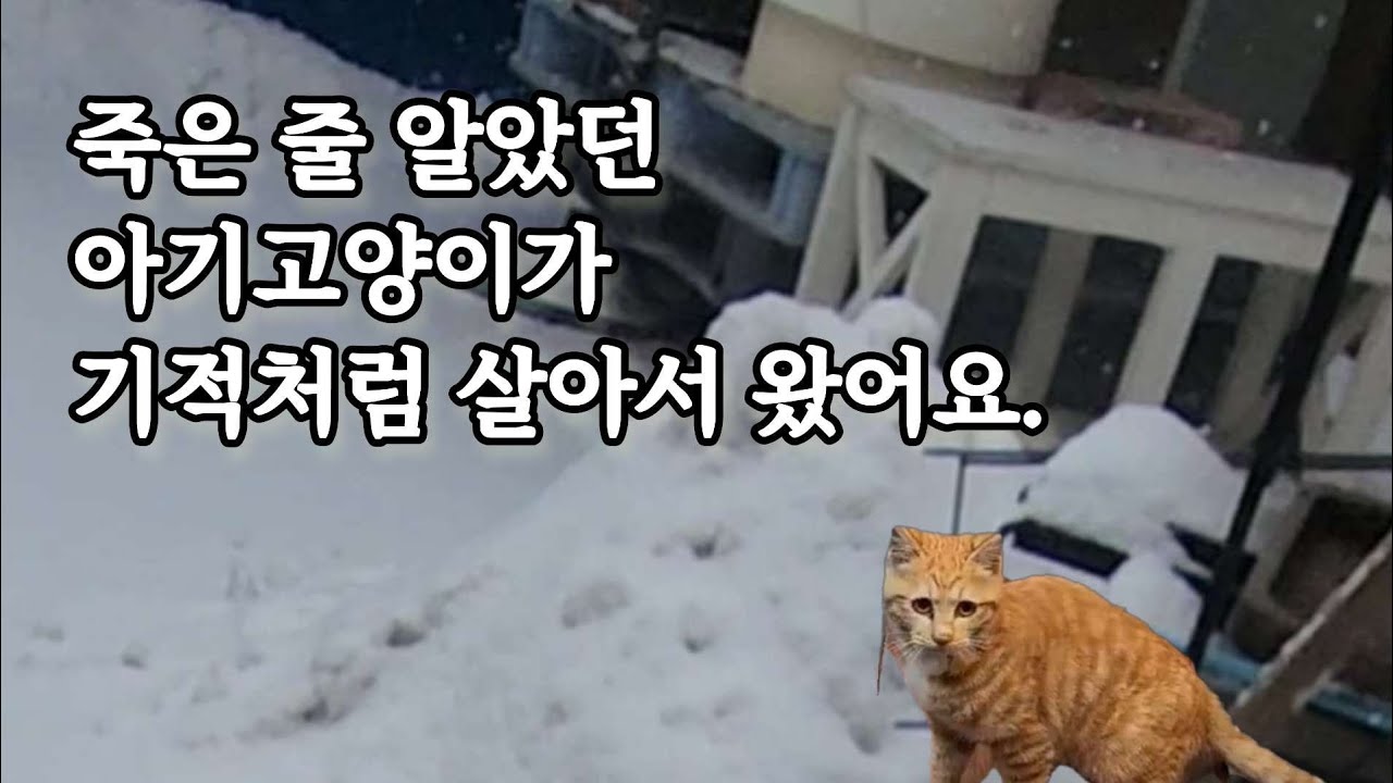 죽은 줄 알았던 아기 고양이가 살아서 엄마를 찾아 온 기적적인 만남. 4일간의 구조 영상 입니다#감동#길고양이