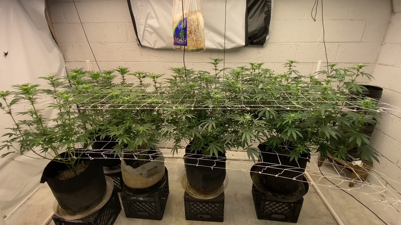 @elev8seeds #AppleCandie #RuntzPuncher #FrontRowAg week 2 flower