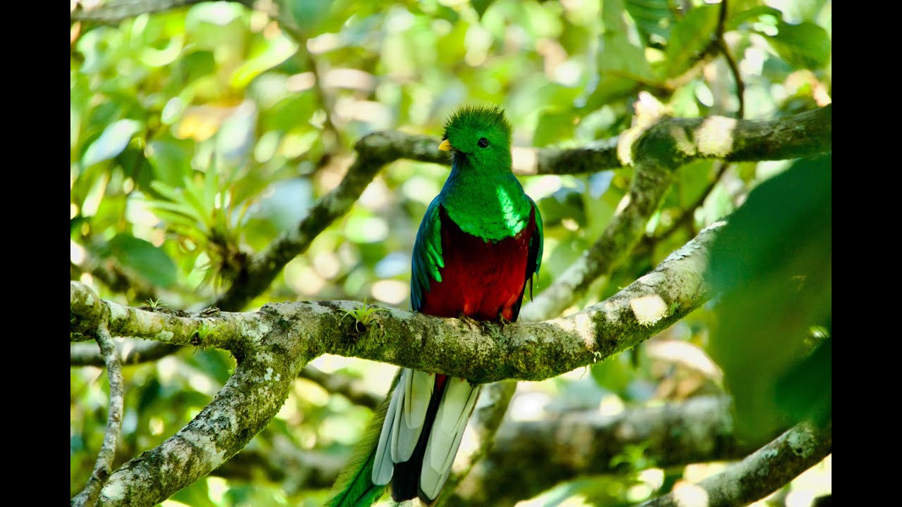 Episode 69: The Resplendent Quetzal of Costa Rica