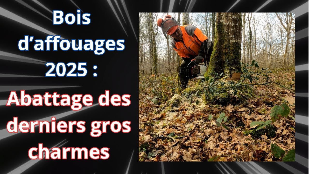 Abattage des derniers gros charmes