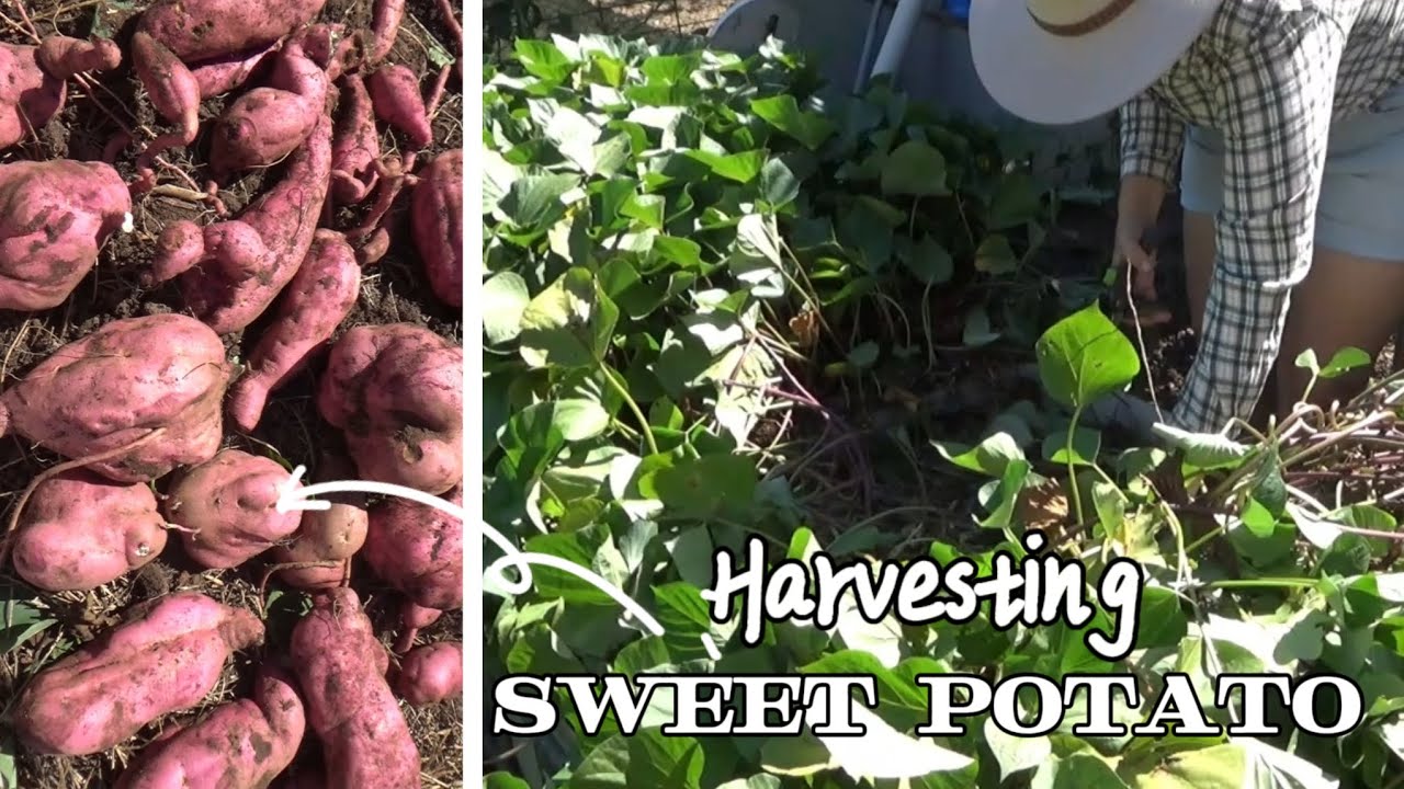 Harvesting huge sweet potato from raised beds, but here is why we aren't eating them | IBC dangers