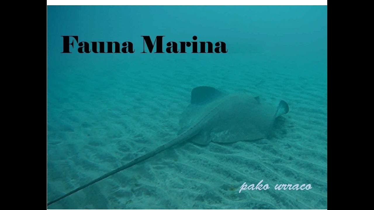 Buceo Fuerteventura 