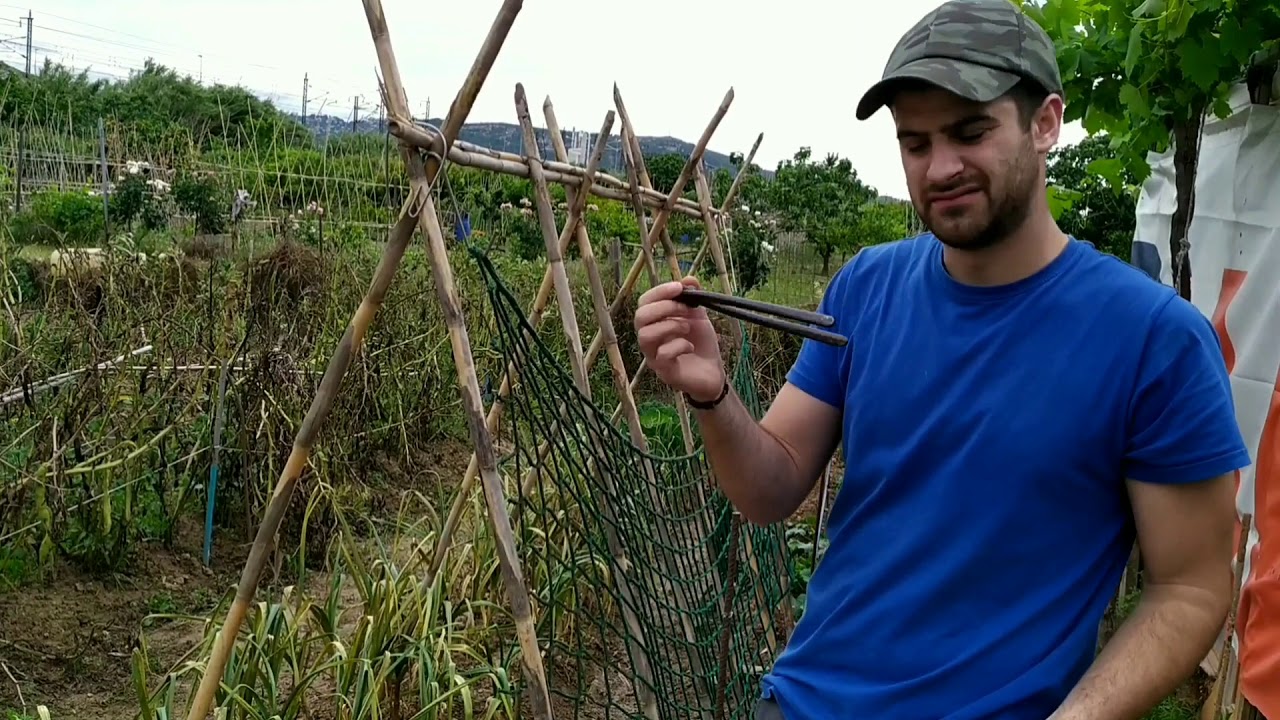 Cómo guiar los pepinos/entutorar pepinos 🥒🥒🥒