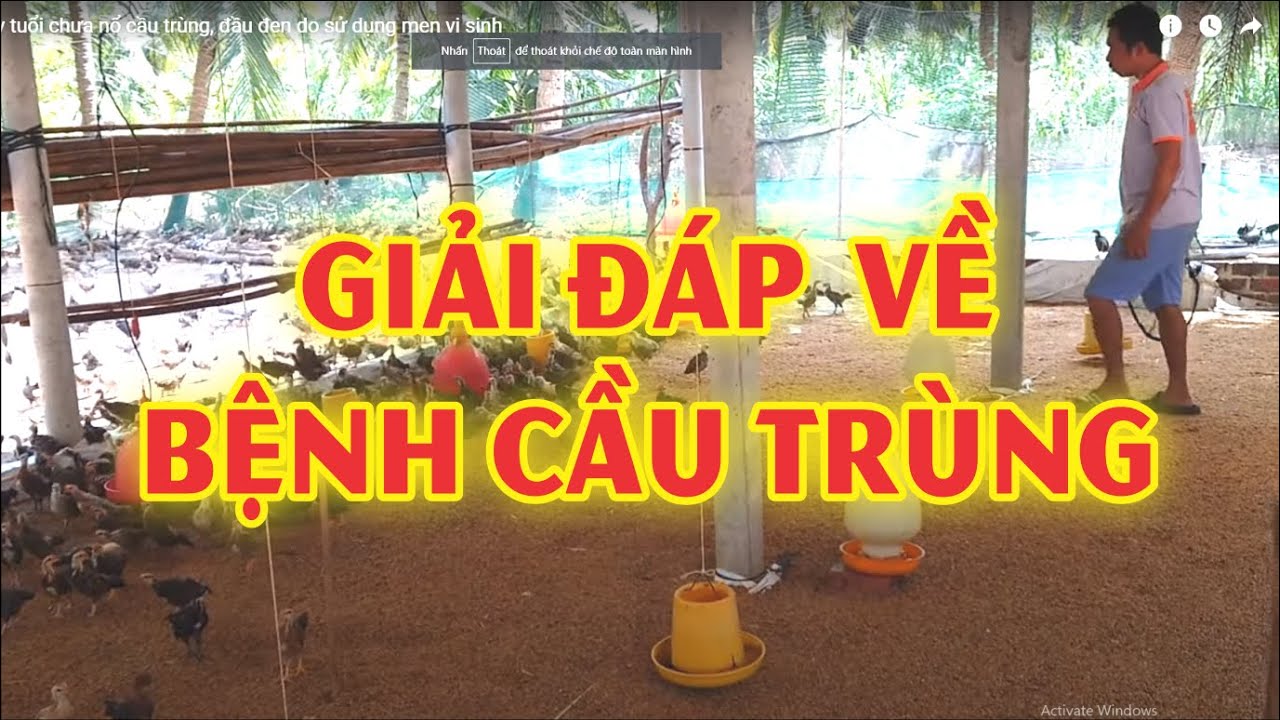 Giải đáp thắc mắc về bệnh cầu trùng trên gà