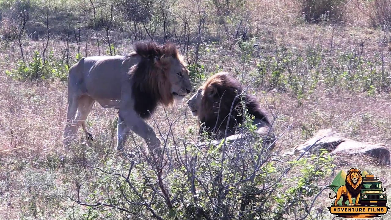 Lazy Shishangaan Lion Brothers, Minus Casper The White Lion, Looking For Shade