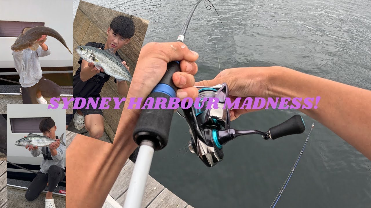Sydney Harbour Went OFF — Pelagics, Bream, and Heartbreak Losses!
