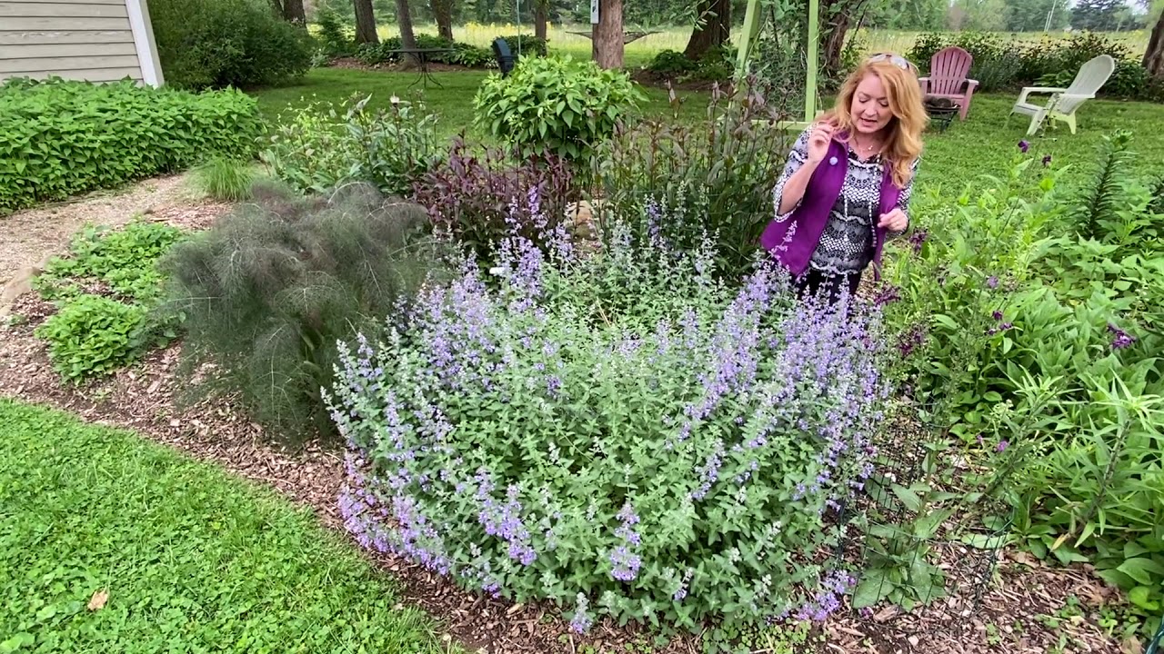Take a Walk with Tavia #19 - 'Walker’s Low' Catmint