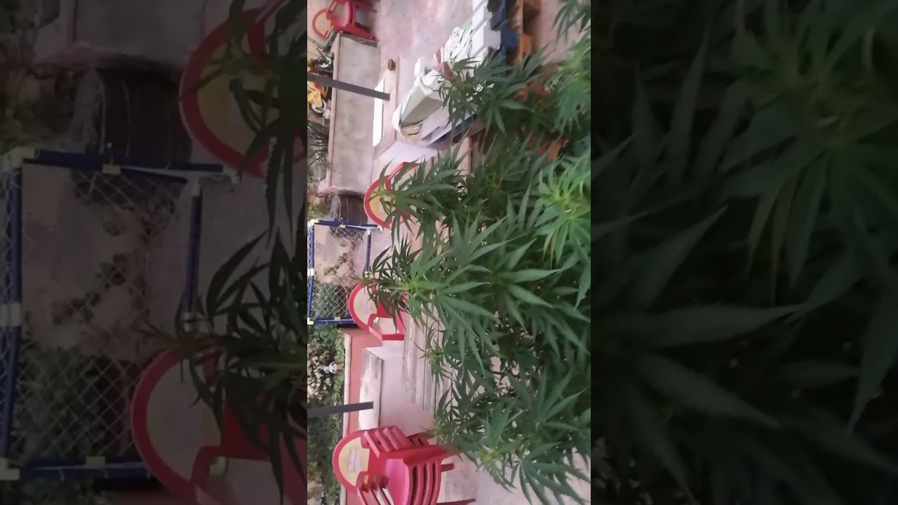 Cultivo exterior moby dick poda de la parte vaja