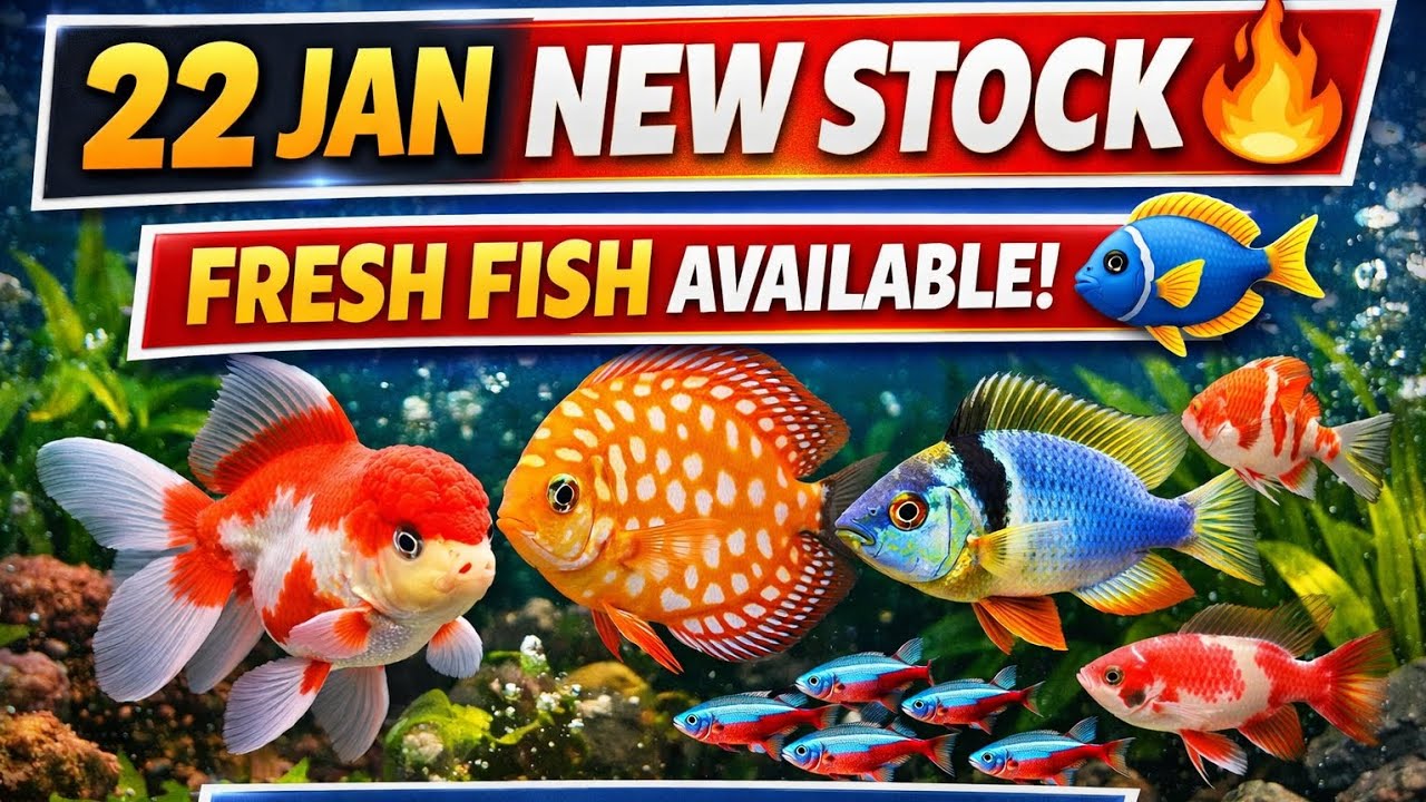 Today New Fish Arrival 🐟 | Fresh Stock Update 22 January | Best Aquarium Shop Siliguri