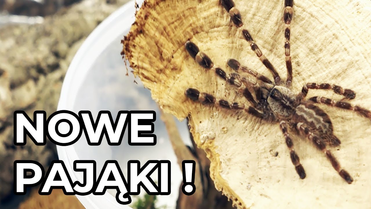 Co mówią na targach egzotycznych? Moje zakupy!