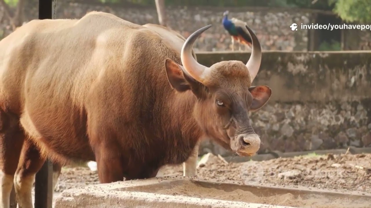 Funniest Animal Rivalries Explained/Объяснение самых забавных соперничеств между животными