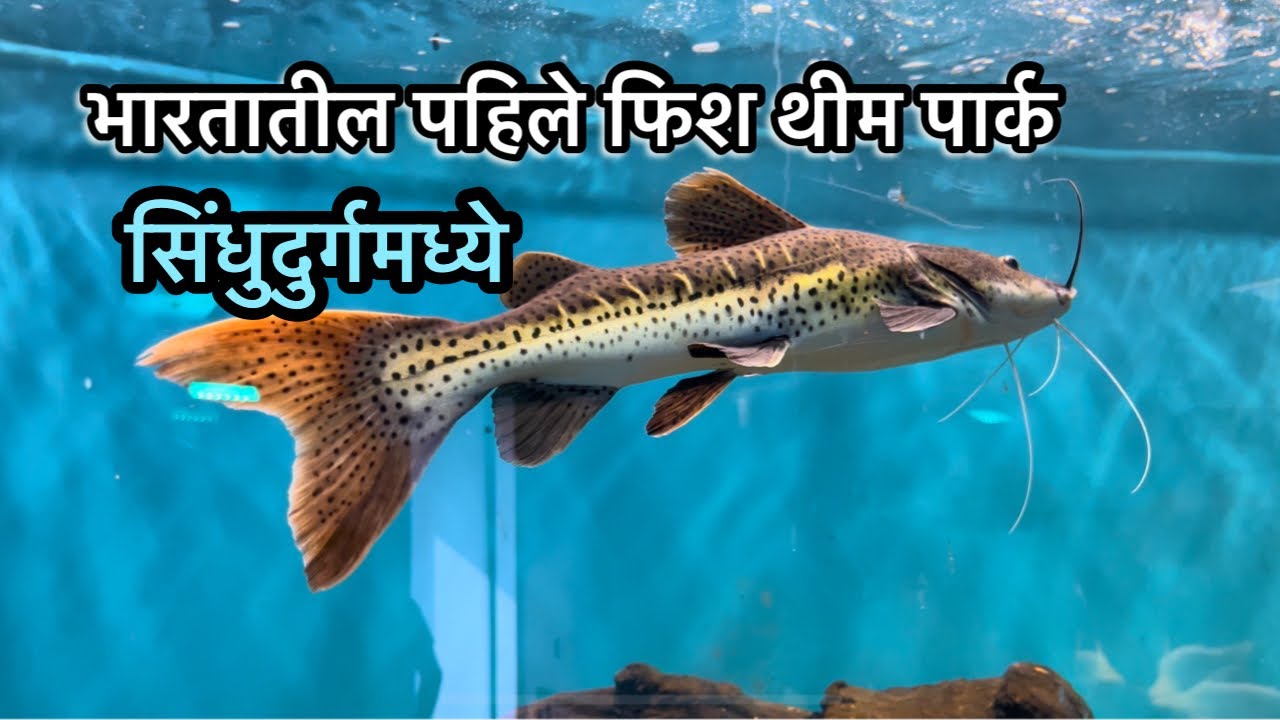 KSR Global Aquarium Sindhudurg Kesari Sawantwadi