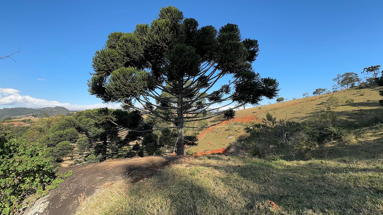 Terreno para chalés | 70.000 mts em Camanducaia MG