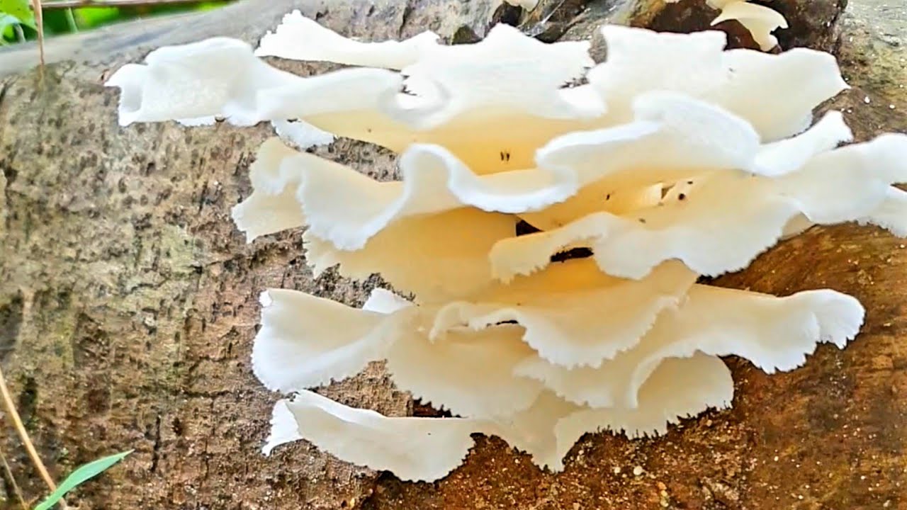 Sri Lanka,ශ්&zwj;රී ලංකා,Ceylon,Mushroom growing on Tree Trunk.(Identification Please!)