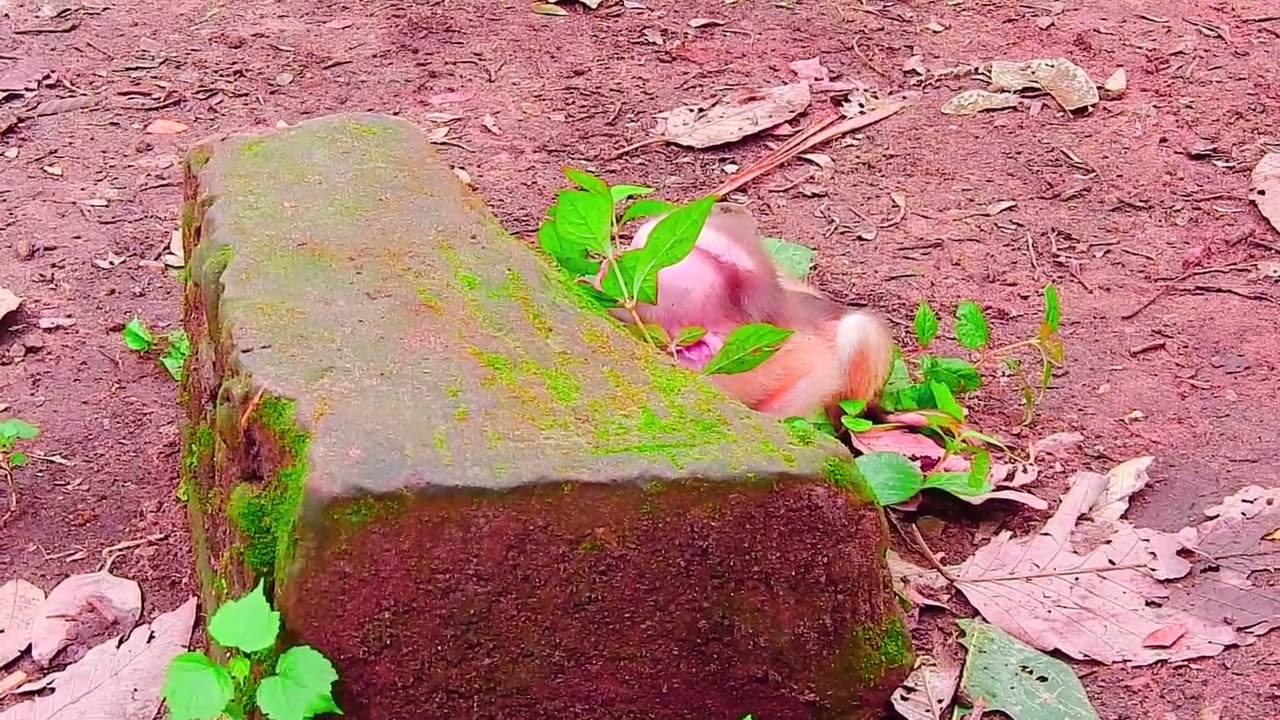 cute baby monkey2023 23